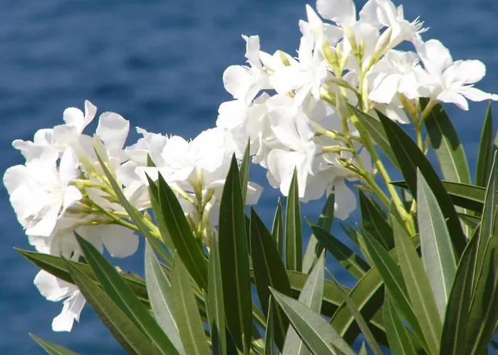 Mani Διαμέρισμα